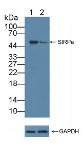 SIRPA / CD172a Antibody - Knockout Varification: Lane 1: Wild-type 293T cell lysate; Lane 2: SIRPa knockout 293T cell lysate; Predicted MW: 55kd Observed MW: 55kd Primary Ab: 2µg/ml Rabbit Anti-Human SIRPa Antibody Second Ab: 0.2µg/mL HRP-Linked Caprine Anti-Rabbit IgG Polyclonal Antibody