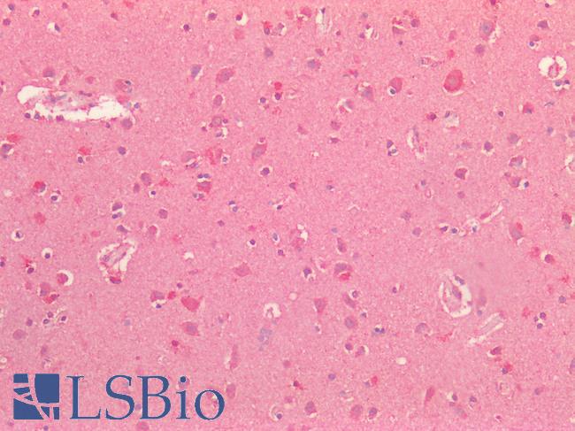 SIRPA / CD172a Antibody - Human Brain, Cortex: Formalin-Fixed, Paraffin-Embedded (FFPE)