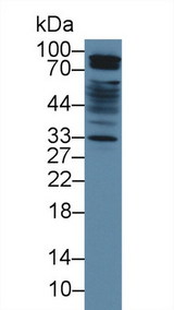 SIRPA / CD172a Antibody - Western Blot; Sample: Human HepG2 cell lysate; Primary Ab: 5µg/ml Rabbit Anti-Mouse SIRPa Antibody Second Ab: 0.2µg/mL HRP-Linked Caprine Anti-Rabbit IgG Polyclonal Antibody