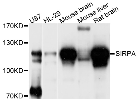 SIRPA / CD172a Antibody - Western blot analysis of extracts of various cell lines.