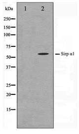 SIRPA / CD172a Antibody - Western blot of HepG2 cell lysate using SHPS1 Antibody