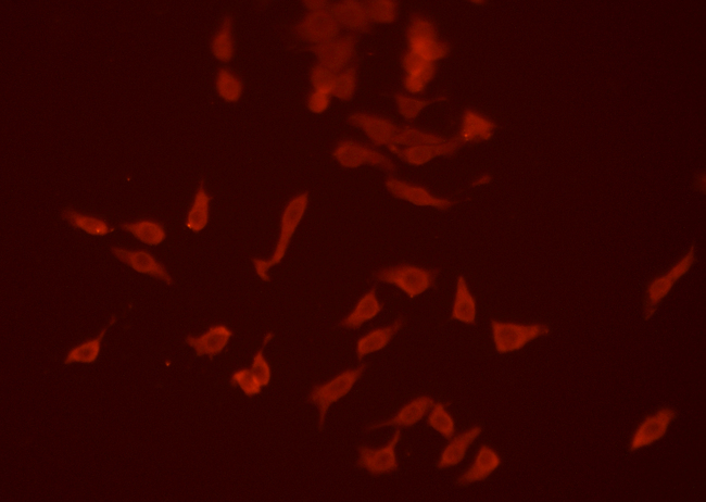 SIRPA / CD172a Antibody - Staining HepG2 cells by IF/ICC. The samples were fixed with PFA and permeabilized in 0.1% saponin prior to blocking in 10% serum for 45 min at 37°C. The primary antibody was diluted 1:200 and incubated with the sample for 1 hour at 37°C. A Alexa Fluor 594 conjugated goat polyclonal to rabbit IgG (H+L), diluted 1/600 was used as secondary antibody.