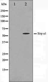 SIRPA / CD172a Antibody - Western blot analysis on HepG2 cell lysates using SHPS1 antibody. The lane on the left is treated with the antigen-specific peptide.