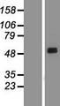 SIRPA / CD172a Protein - Western validation with an anti-DDK antibody * L: Control HEK293 lysate R: Over-expression lysate