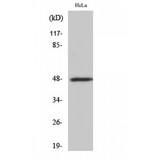 SIRPB1 / CD172b Antibody - Western blot of CD172b antibody