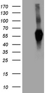 SIRPB1 / CD172b Antibody - HEK293T cells were transfected with the pCMV6-ENTRY control. (Left lane) or pCMV6-ENTRY SIRPB1. (Right lane) cDNA for 48 hrs and lysed