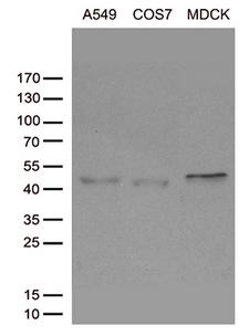 SIRPB1 / CD172b Antibody - Western blot analysis of extracts. (35ug) from cell lines by using anti-SIRPB1 monoclonal antibody. (1:500)
