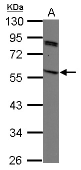 SIRPG Antibody - Sample (30 ug of whole cell lysate). A: K562. 10% SDS PAGE. SIRPG antibody diluted at 1:1000.