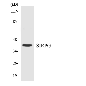 SIRPG Antibody - Western blot analysis of the lysates from RAW264.7cells using SIRPG antibody.