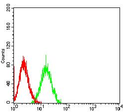 SIRPG Antibody - Flow cytometric analysis of HL-60 cells using CD172G mouse mAb (green) and negative control (red).