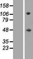 SIRPG Protein - Western validation with an anti-DDK antibody * L: Control HEK293 lysate R: Over-expression lysate