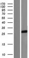 SIRPG Protein - Western validation with an anti-DDK antibody * L: Control HEK293 lysate R: Over-expression lysate