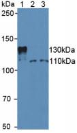 SIRT1 / Sirtuin 1 Antibody - Western Blot; Sample: Lane1: Mouse Serum; Lane2: Human Jurkat Cells; Lane3: Human Hela Cells.