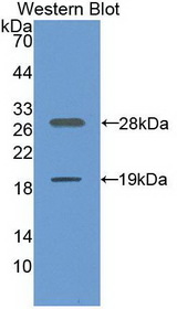 SIRT1 / Sirtuin 1 Antibody - Western Blot; Sample: Recombinant protein.