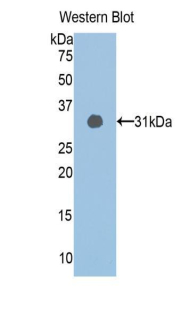 SIRT1 / Sirtuin 1 Antibody - Western blot of recombinant SIRT1 / Sirtuin 1.  This image was taken for the unconjugated form of this product. Other forms have not been tested.