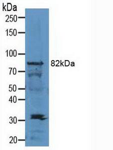 SIRT1 / Sirtuin 1 Antibody - Western Blot; Sample: Mouse Testis Tissue.