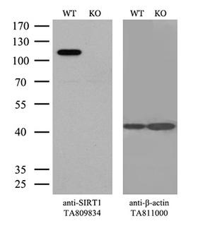 SIRT1 / Sirtuin 1 Antibody - Equivalent amounts of cell lysates  and SIRT1-Knockout Hela cells  were separated by SDS-PAGE and immunoblotted with anti-SIRT1 monoclonal antibodyThen the blotted membrane was stripped and reprobed with anti-b-actin antibody  as a loading control. (1:500)