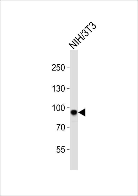 SIRT1 / Sirtuin 1 Antibody - Western blot of lysate from mouse NIH/3T3 cell line, using Sirt1 antibody diluted at 1:1000. A goat anti-rabbit IgG H&L (HRP) at 1:10000 dilution was used as the secondary antibody. Lysate at 20 ug.