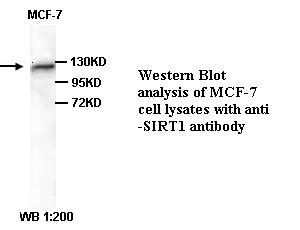 SIRT1 / Sirtuin 1 Antibody
