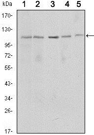 SIRT1 / Sirtuin 1 Antibody - Western Blot: SIRT1 Antibody (1F3) - Western blot analysis using SIRT1 mouse mAb against MCF-7 (1), Jurkat (2), HeLa (3), HEK293 (4) and A549 (5) cell lysates.