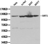 SIRT1 / Sirtuin 1 Antibody - Western blot of SIRT1 pAb in extracts from Hela, Jurkat, 293T, MCF7 cells.