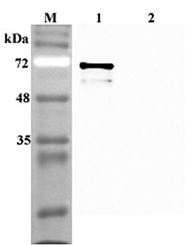SIRT1 / Sirtuin 1 Antibody - Western blot analysis using anti-Sirtuin 1 (human), pAb at 1:4000 dilution. 1: Human Sirtuin 1 (His-tagged). 2: Human FTO (His-tagged) (negative control).