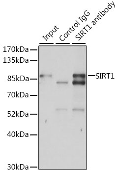 SIRT1 / Sirtuin 1 Antibody - Immunoprecipitation analysis of 200ug extracts of Jurkat cells, using 3 ug SIRT1 antibody. Western blot was performed from the immunoprecipitate using SIRT1 antibody at a dilition of 1:1000.