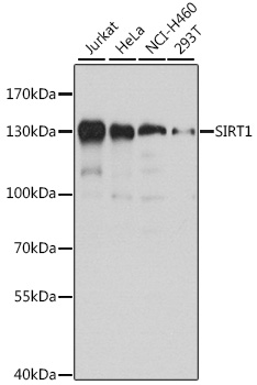 SIRT1 / Sirtuin 1 Antibody - Western blot analysis of extracts of various cell lines, using SIRT1 antibody at 1:500 dilution. The secondary antibody used was an HRP Goat Anti-Rabbit IgG (H+L) at 1:10000 dilution. Lysates were loaded 25ug per lane and 3% nonfat dry milk in TBST was used for blocking. An ECL Kit was used for detection and the exposure time was 10s.