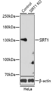 SIRT1 / Sirtuin 1 Antibody - Western blot analysis of extracts from normal (control) and SIRT1 knockout (KO) HeLa cells, using SIRT1 antibody at 1:1000 dilution. The secondary antibody used was an HRP Goat Anti-Rabbit IgG (H+L) at 1:10000 dilution. Lysates were loaded 25ug per lane and 3% nonfat dry milk in TBST was used for blocking. An ECL Kit was used for detection and the exposure time was 10s.