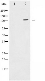 SIRT1 / Sirtuin 1 Antibody - Western blot analysis of SirT1 phosphorylation expression in JK whole cells lysates. The lane on the left is treated with the antigen-specific peptide.