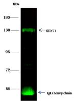 SIRT1 / Sirtuin 1 Antibody - SIRT1 was immunoprecipitated using: Lane A: 0.5 mg Hela Whole Cell Lysate. 4 uL anti-SIRT1 rabbit polyclonal antibody and 15 ul of 50% Protein G agarose. Primary antibody: Anti-SIRT1 rabbit polyclonal antibody, at 1:100 dilution. Secondary antibody: Dylight 800-labeled antibody to rabbit IgG (H+L), at 1:5000 dilution. Developed using the odssey technique. Performed under reducing conditions. Predicted band size: 82 kDa. Observed band size: 130 kDa.