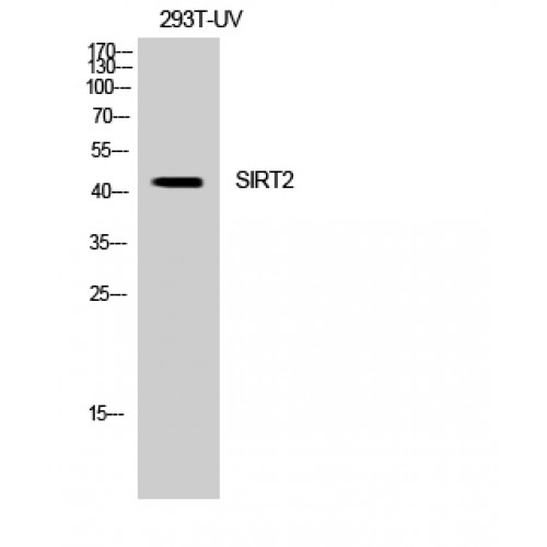 SIRT2 / Sirtuin 2 Antibody - Western blot of SIRT2 antibody