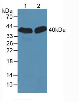 SIRT2 / Sirtuin 2 Antibody