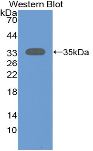 SIRT2 / Sirtuin 2 Antibody - Western blot of recombinant SIRT2 / Sirtuin 2.