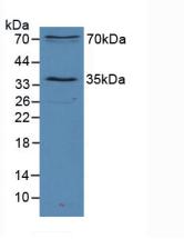 SIRT2 / Sirtuin 2 Antibody - Western Blot; Sample: Mouse Heart Tissue.