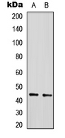 SIRT2 / Sirtuin 2 Antibody - Western blot analysis of SIRT2 expression in HeLa (A); NIH3T3 (B) whole cell lysates.