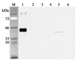SIRT2 / Sirtuin 2 Antibody - Western blot analysis using anti-Sirtuin 2 (human), mAb (S2R233-1) at 1:4000 dilution. 1: Human sirtuin 2 (His-tagged). 2: Human sirtuin 1 (His-tagged). 3: Human sirtuin 5 (His-tagged). 4: Human sirtuin 6 (His-tagged). 5: HEK 293 cell lysate. 6: Human globular Adiponectin (His-tagged) (negative control).