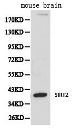 SIRT2 / Sirtuin 2 Antibody - Western blot of SIRT2 pAb in extracts from mouse brain tissue.
