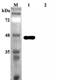 SIRT2 / Sirtuin 2 Antibody - Western blot analysis using anti-Sirtuin 2 (human), pAb at 1:4000 dilution. 1: Human Sirtuin 2 (His-tagged). 2: Human FGF21 (His-tagged) (negative control).