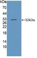 SIRT3 / Sirtuin 3 Antibody - Western Blot; Sample: Recombinant SIRT3, Human.