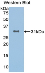 SIRT3 / Sirtuin 3 Antibody - Western blot of recombinant SIRT3 / Sirtuin 3.  This image was taken for the unconjugated form of this product. Other forms have not been tested.