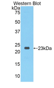 SIRT3 / Sirtuin 3 Antibody - Western blot of recombinant SIRT3 / Sirtuin 3.  This image was taken for the unconjugated form of this product. Other forms have not been tested.