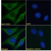 SIRT3 / Sirtuin 3 Antibody - SIRT3 / Sirtuin 3 antibody immunofluorescence analysis of paraformaldehyde fixed NIH3T3 cells, permeabilized with 0.15% Triton. Primary incubation 1hr (10ug/ml) followed by Alexa Fluor 488 secondary antibody (2ug/ml), showing cytoplasmic staining. The nuclear stain is DAPI (blue). Negative control: Unimmunized goat IgG (10ug/ml) followed by Alexa Fluor 488 secondary antibody (2ug/ml).