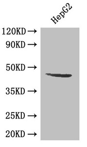 SIRT3 / Sirtuin 3 Antibody - Western Blot Positive WB detected in: HepG2 whole cell lysate All lanes: SIRT3 antibody at 0.5µg/ml Secondary Goat polyclonal to rabbit IgG at 1/50000 dilution Predicted band size: 44, 29 kDa Observed band size: 44 kDa