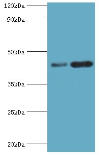 SIRT3 / Sirtuin 3 Antibody - Western blot. All lanes: NAD-dependent protein deacetylase sirtuin-3, mitochondrial antibody at 2 ug/ml. Lane 1: NIH3T3 whole cell lysate. Lane 2: HepG2 whole cell lysate. secondary Goat polyclonal to rabbit at 1:10000 dilution. Predicted band size: 44 kDa. Observed band size: 44 kDa.