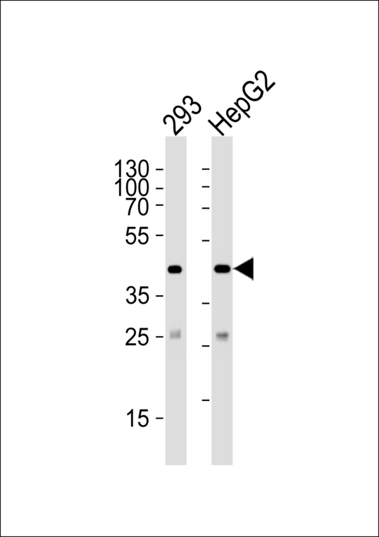 SIRT3 / Sirtuin 3 Antibody - Western blot of lysates from 293, HepG2 cell line (from left to right), using SIRT3 Antibody. Antibody was diluted at 1:1000 at each lane. A goat anti-rabbit IgG H&L (HRP) at 1:5000 dilution was used as the secondary antibody. Lysates at 35ug per lane.