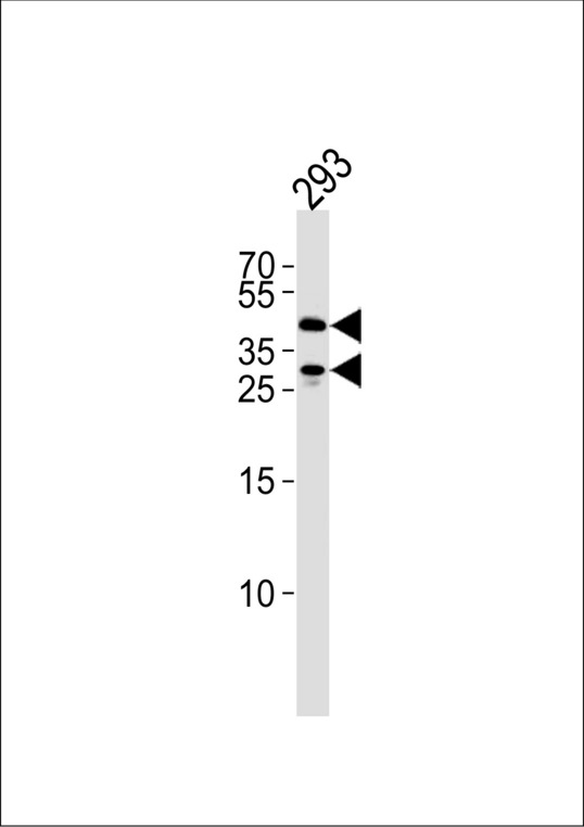 SIRT3 / Sirtuin 3 Antibody - SIRT3 Antibody western blot of 293 cell lysate (35 ug/lane). This demonstrates that the SIRT3 antibody detected SIRT3 protein (arrow).