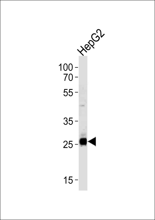 SIRT3 / Sirtuin 3 Antibody - SIRT3 Antibody western blot of HepG2 cell line lysates (35 ug/lane). The SIRT3 antibody detected the SIRT3 protein (arrow).