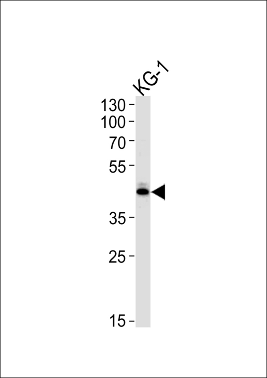 SIRT3 / Sirtuin 3 Antibody - SIRT3 Antibody western blot of KG-1 cell line lysates (35 ug/lane). The SIRT3 antibody detected the SIRT3 protein (arrow).