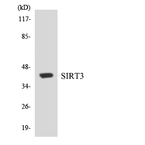 SIRT3 / Sirtuin 3 Antibody - Western blot analysis of the lysates from HepG2 cells using SIRT3 antibody.